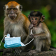 Macaque monkeys in Malaysia play with a face mask on October 30, 2020.